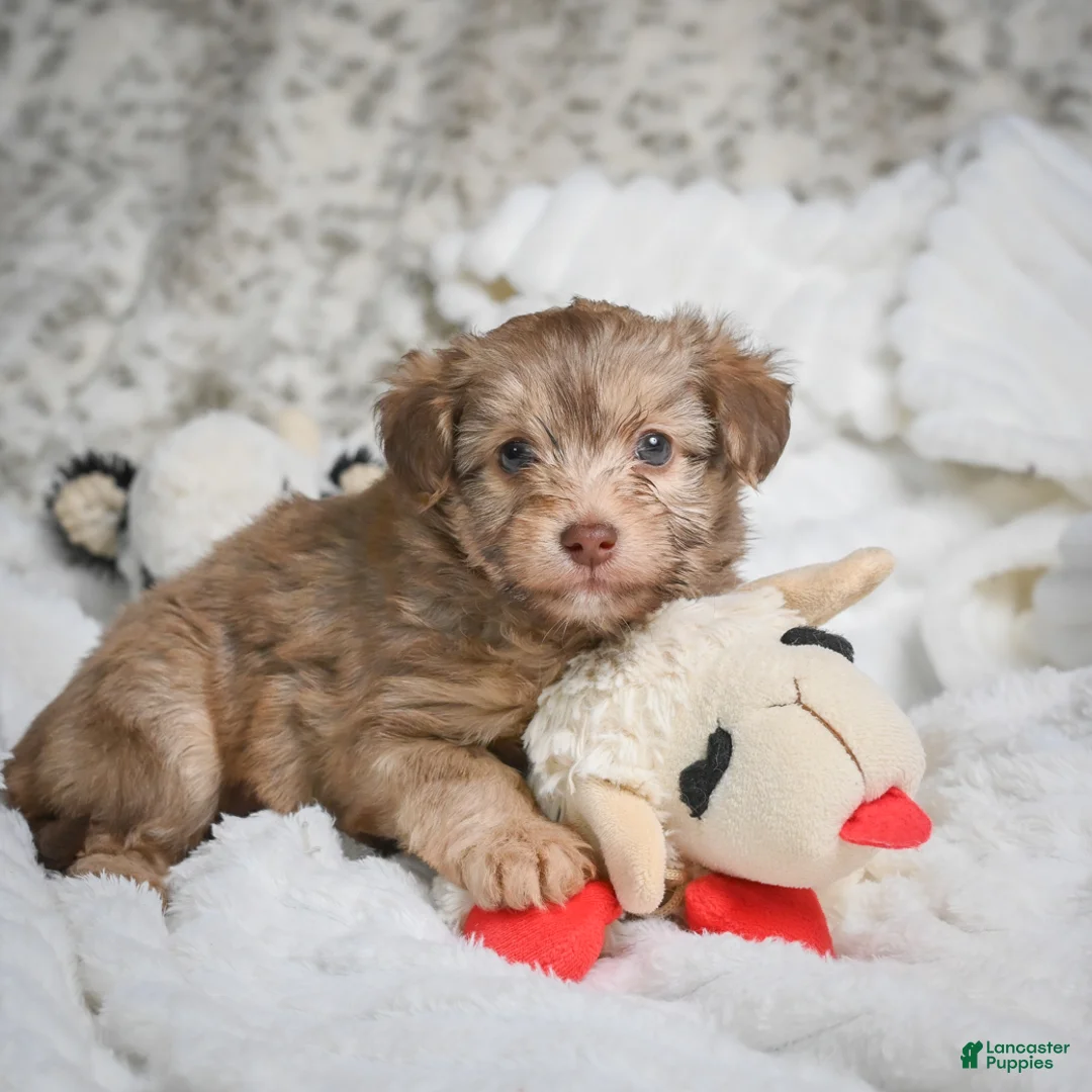 Mixed Breed dogs for sale: Patty - Ad 2