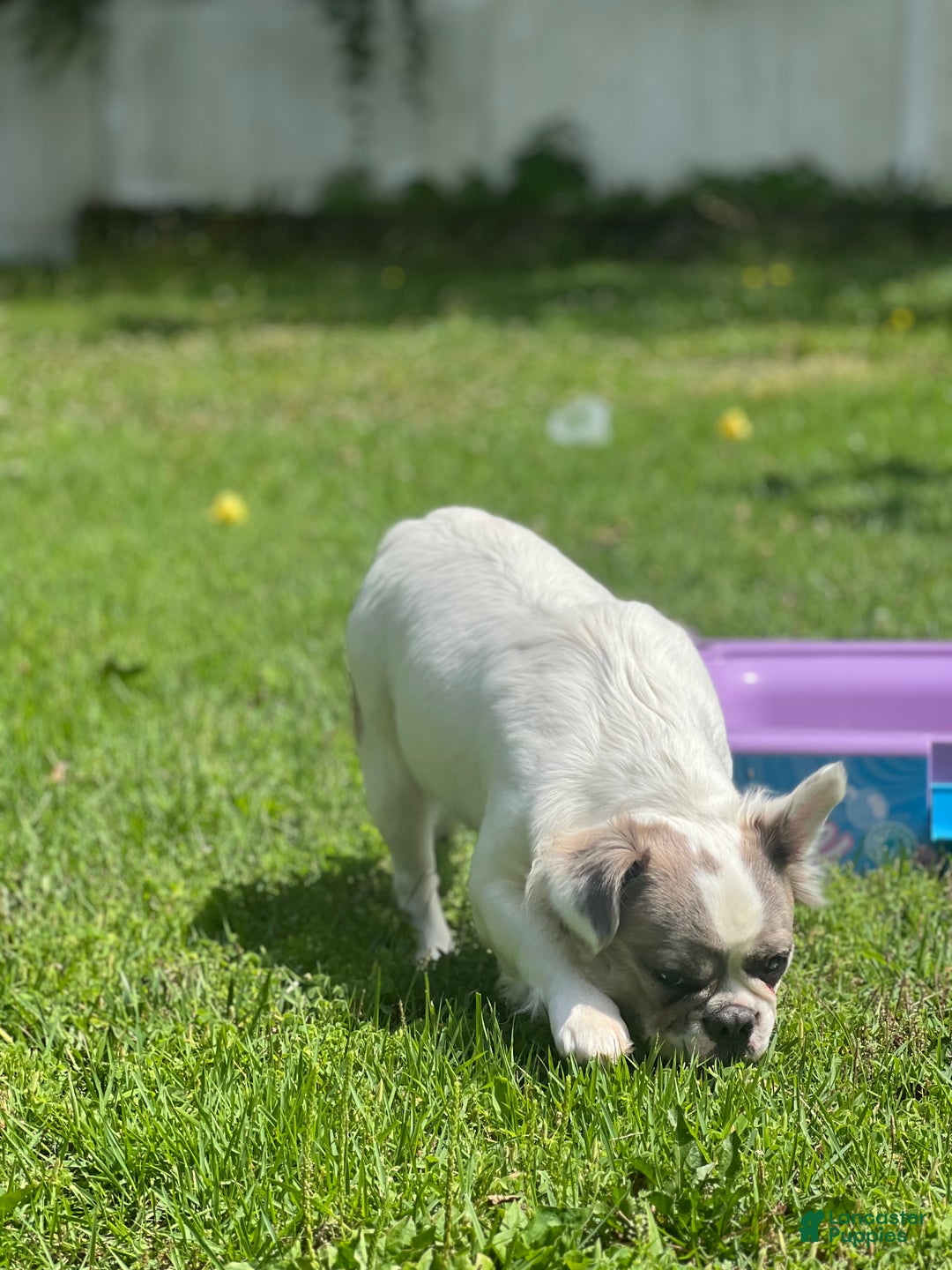 French Bulldog dogs for sale: STAR  - Ad 6