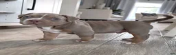 American Bully dogs for sale: American Bully Puppy 5 - Ad 8