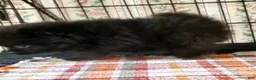 Pomeranian dogs for sale: Blackey - Ad 2