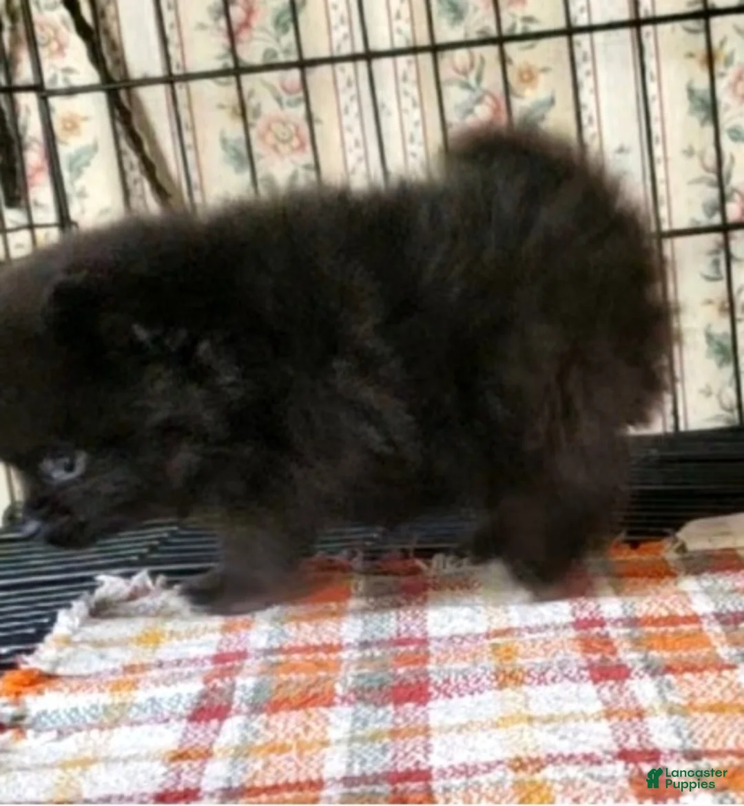 Pomeranian dogs for sale: Blackey - Ad 2