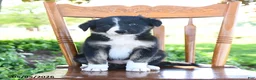 Border Collie dogs for sale: Lilah - Ad 2