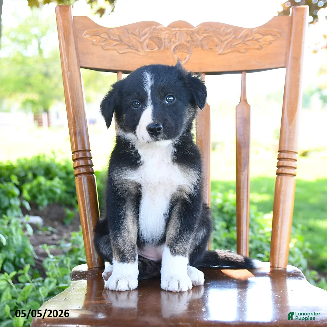 Border Collie dogs for sale: Lilah - Ad 2
