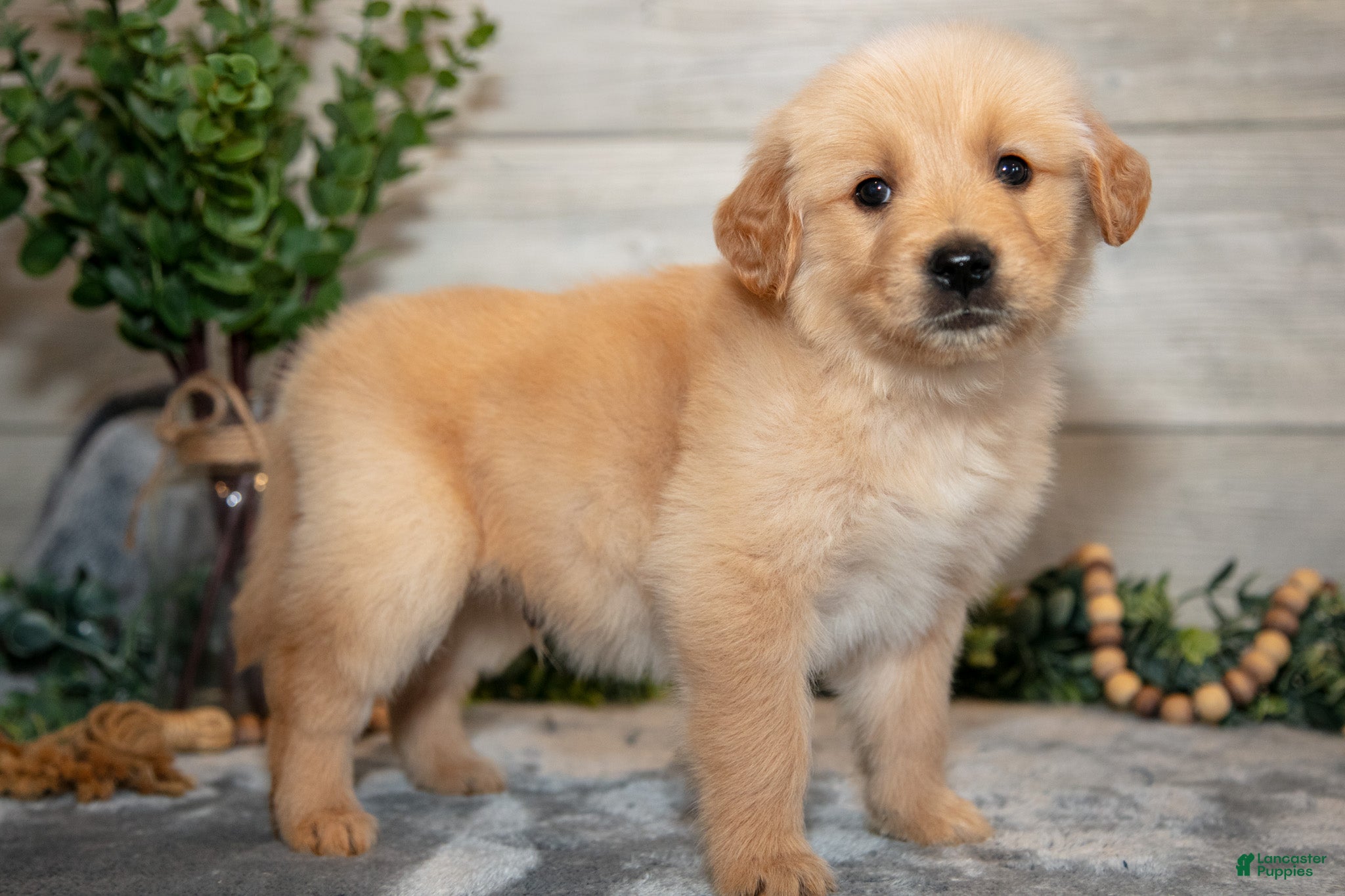 Golden Retriever dogs Rocket - Ad 1