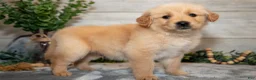 Golden Retriever dogs for sale: Rocket - Ad 1