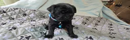 Pug dogs for sale: Chad - Ad 24