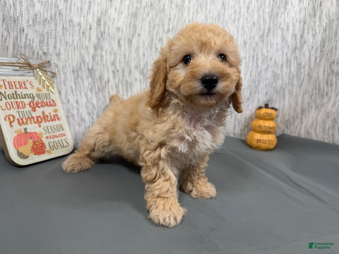 Toy Poodle dogs for sale: Toy Poodle Puppy 1 - Ad 5