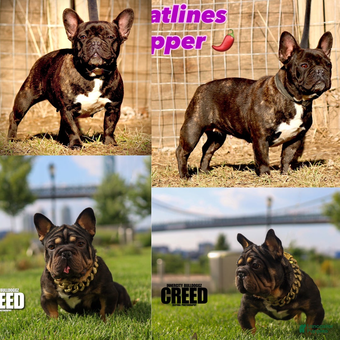 French Bulldog dogs for sale:  Puppy 4 - Ad 5