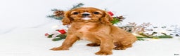 Cavalier King Charles Spaniel dogs for sale: Star - Ad 12