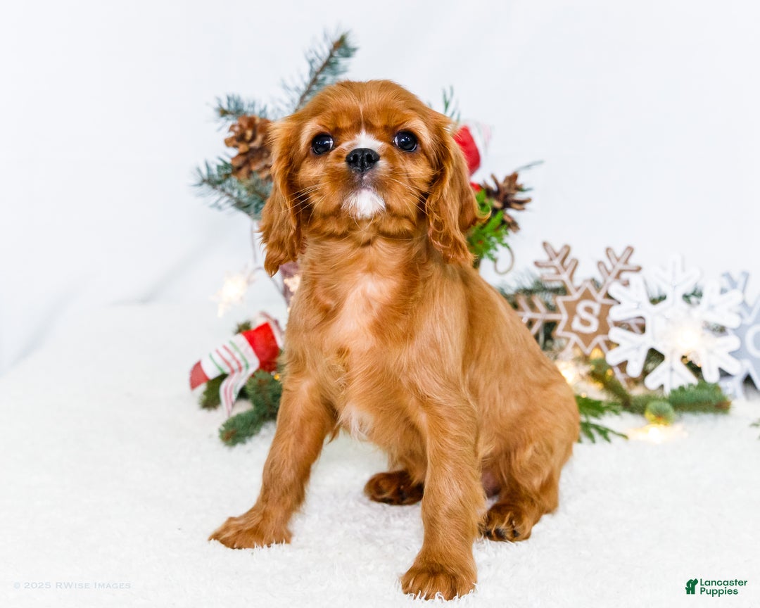 Cavalier King Charles Spaniel dogs for sale: Star - Ad 12