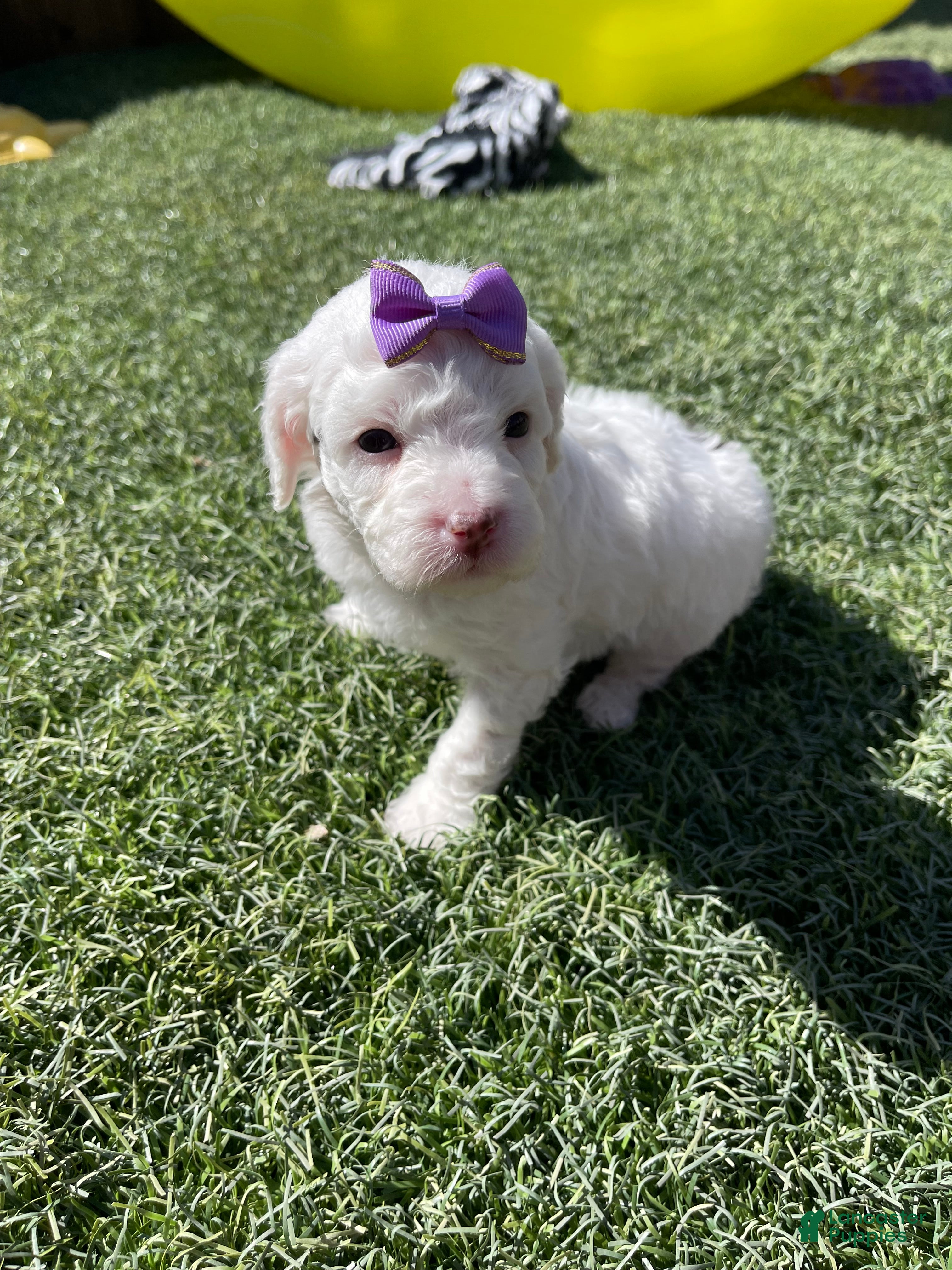 Miniature Poodle dogs Akc Clear 🧬 Tested Poodle Girl - Ad 3