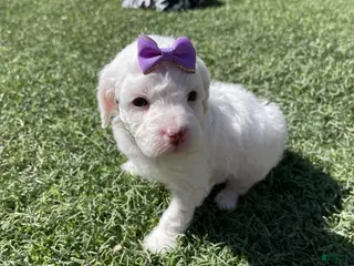 Miniature Poodle dogs Akc Clear 🧬 Tested Poodle Girl - Ad 3