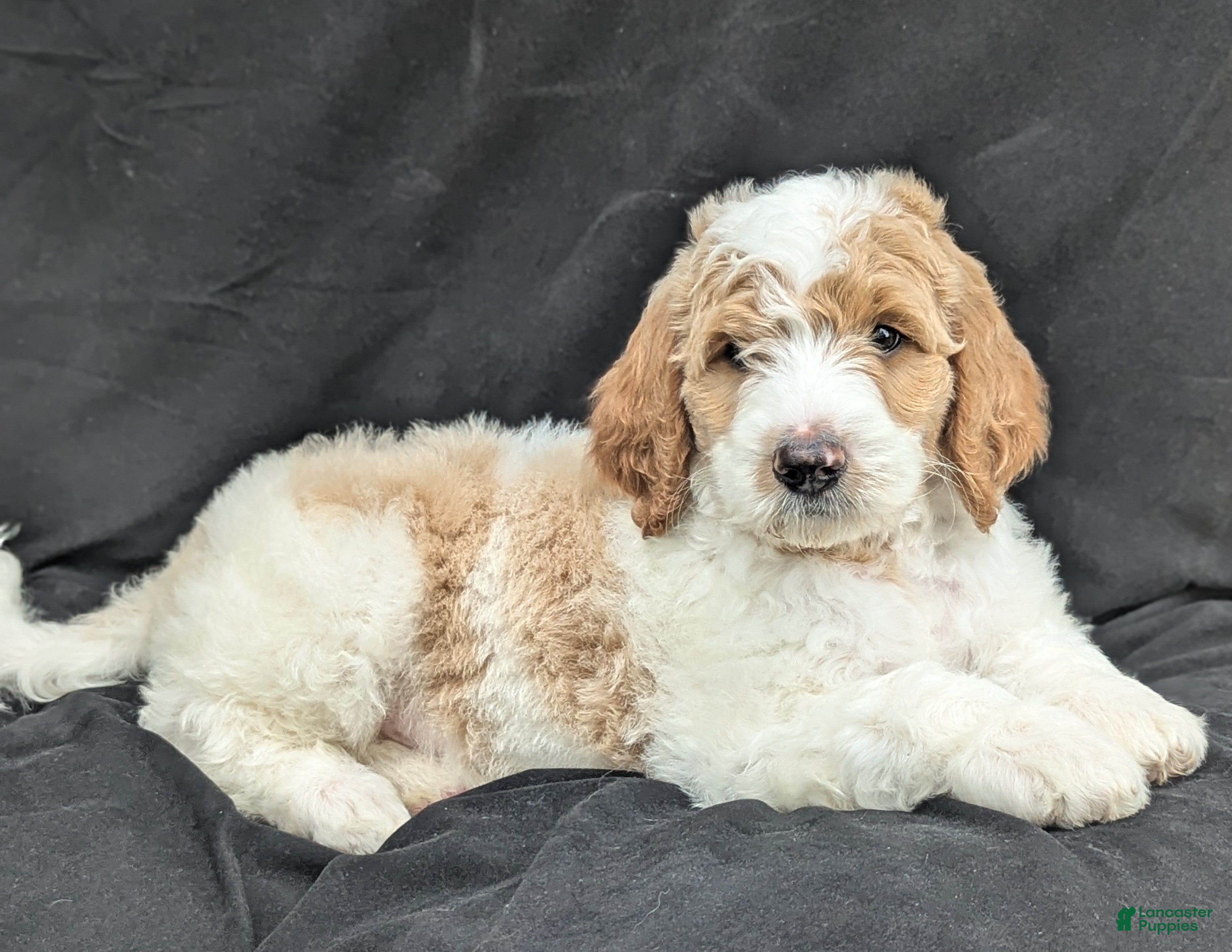 Goldendoodle dogs Ollie  - Ad 1