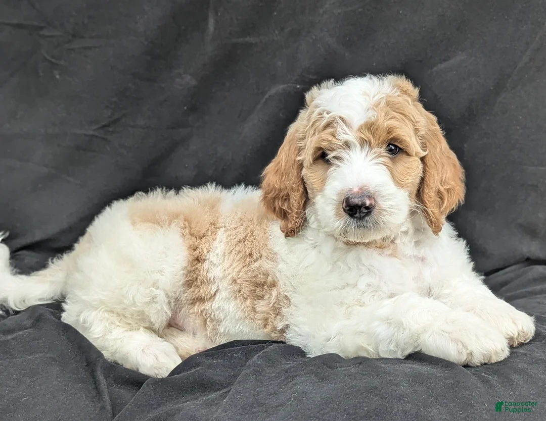 Goldendoodle dogs for sale: Ollie  - Ad 1