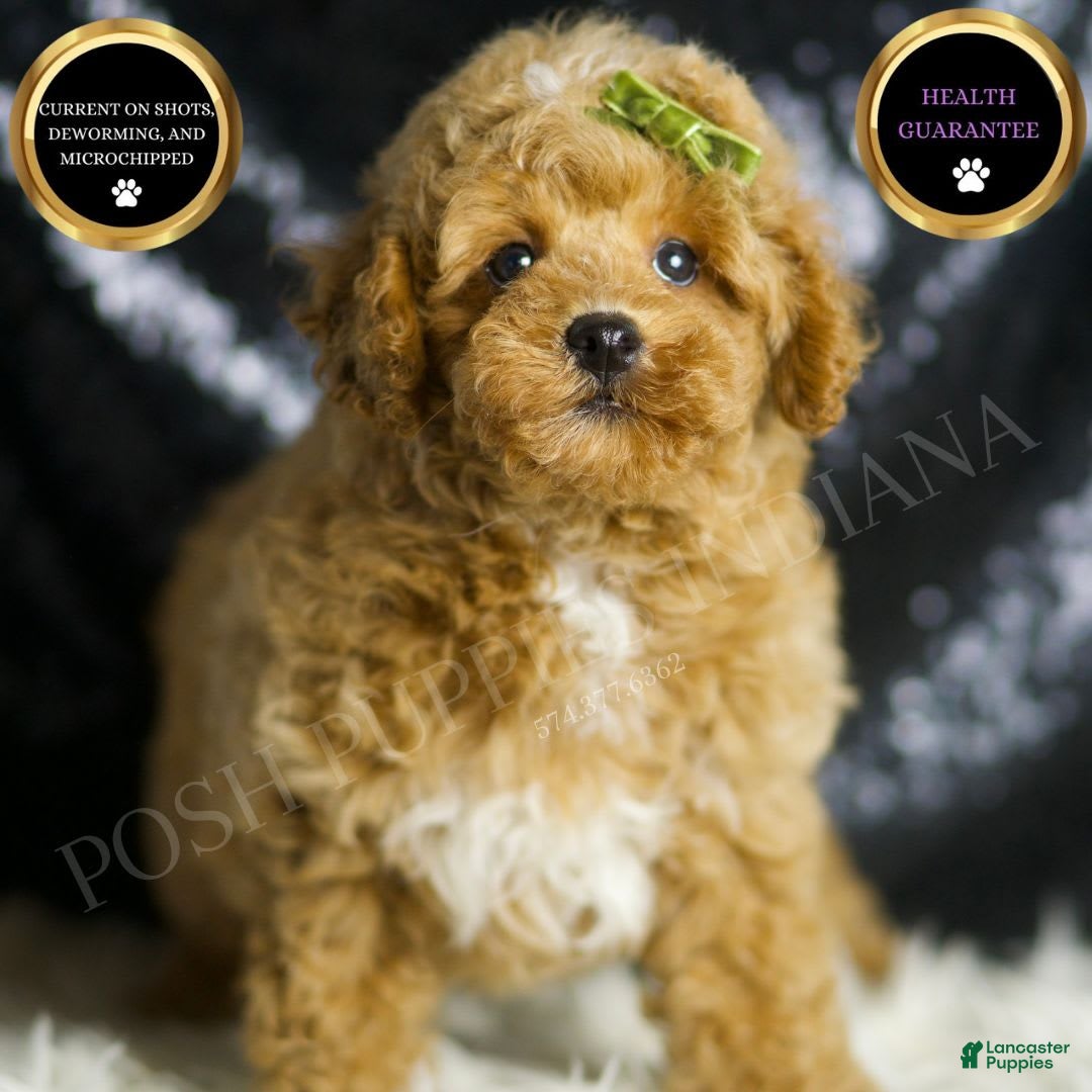 Toy Poodle dogs Wayne - Ad 1