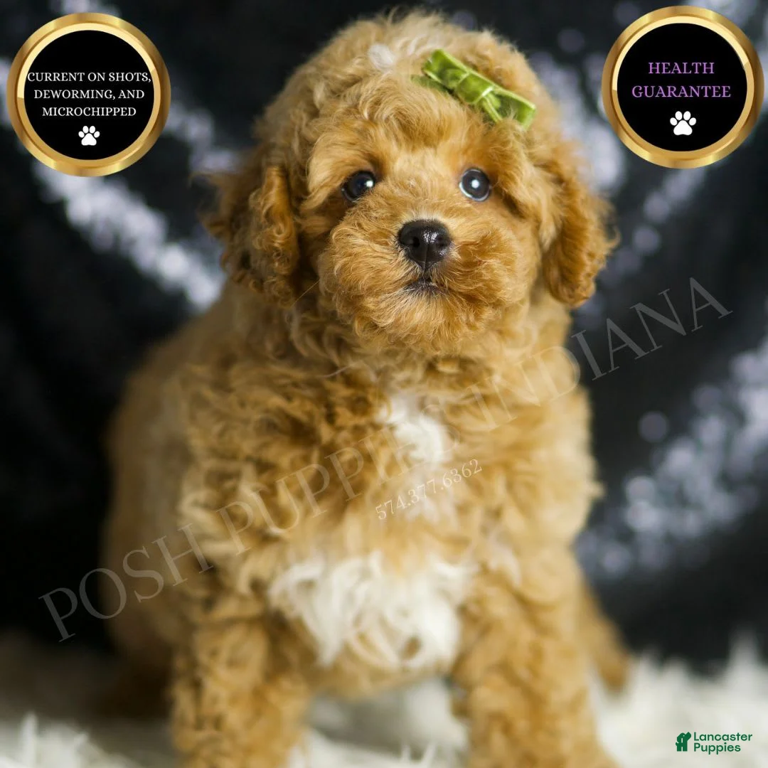 Toy Poodle dogs for sale: Wayne - Ad 1