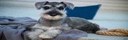 Miniature Schnauzer dogs for sale: Qeleigh Miniature Schnauzer (crate and leash Trained) - Ad 1