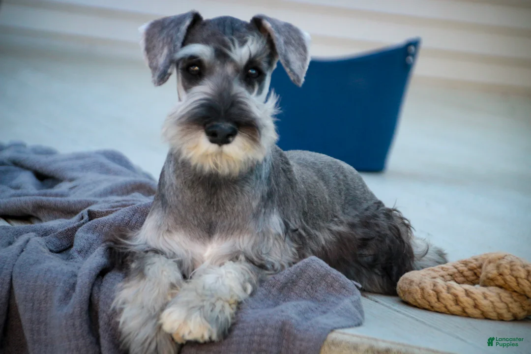 Miniature Schnauzer dogs for sale: Qeleigh Miniature Schnauzer (crate and leash Trained) - Ad 1