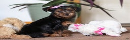 Yorkiepoo dogs for sale: Jullie - Ad 6