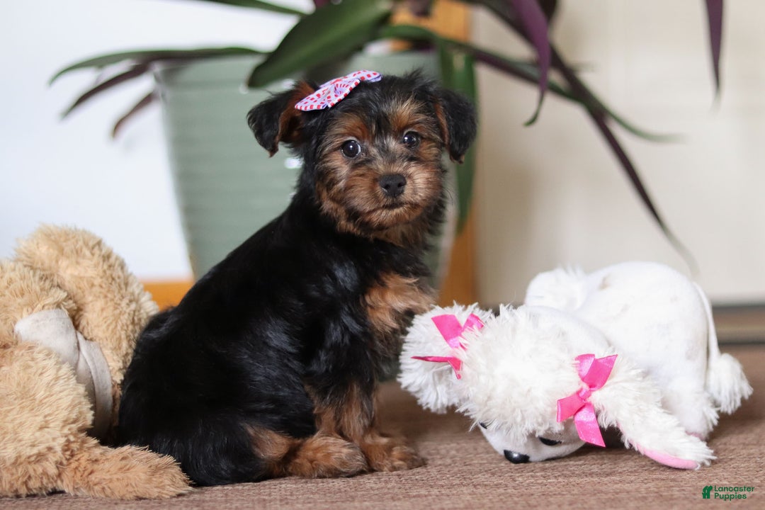 Yorkiepoo dogs for sale: Jullie - Ad 6