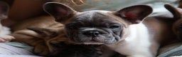 French Bulldog dogs for sale: Stormy AKC - Ad 2
