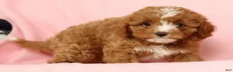 Cavapoo dogs for sale: Hazel - Ad 6