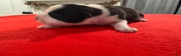 Mixed Breed dogs for sale: Declan  - Ad 7