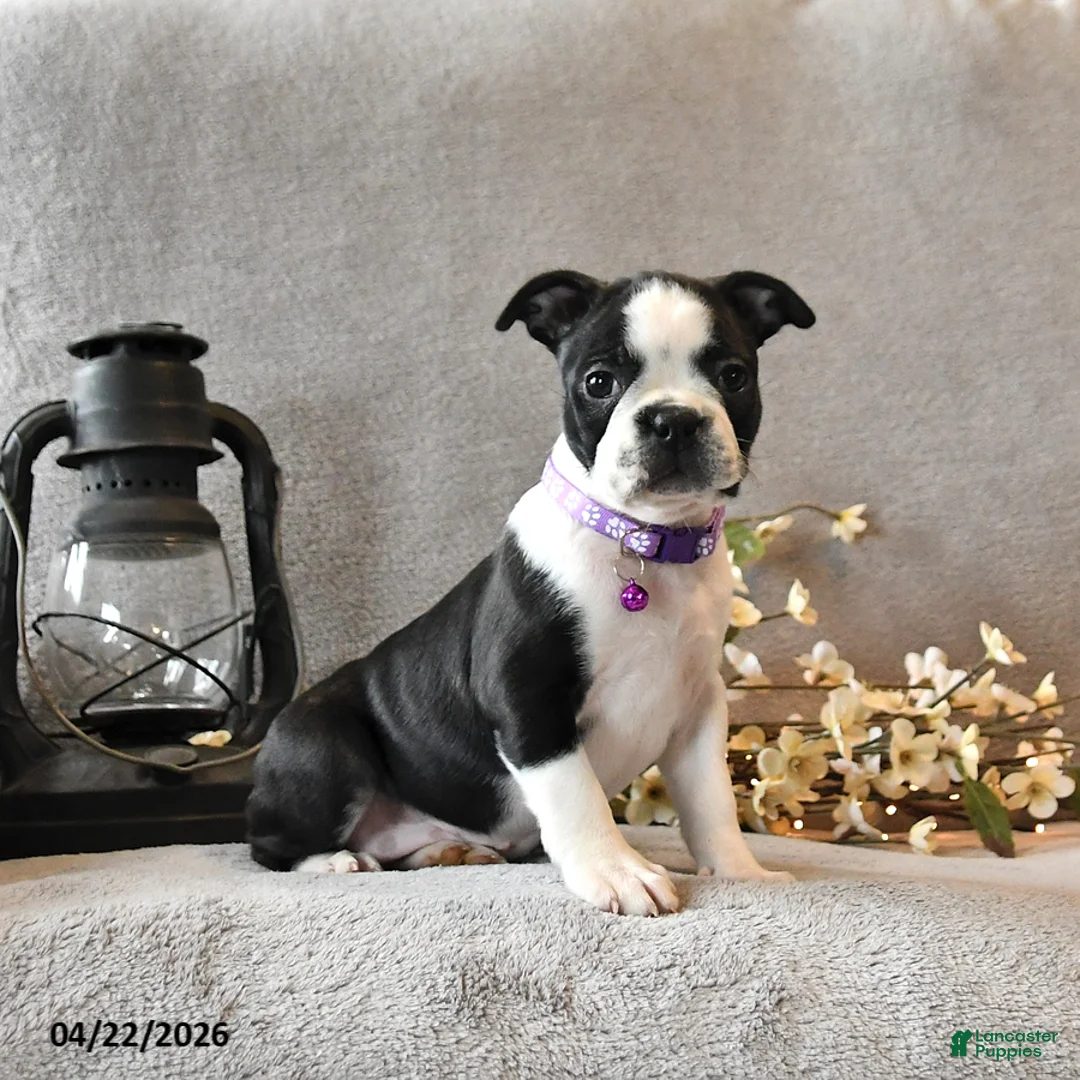 Boston Terrier dogs for sale: Rain - Ad 2