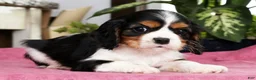 Cavalier King Charles Spaniel dogs for sale: Sparky - Ad 4