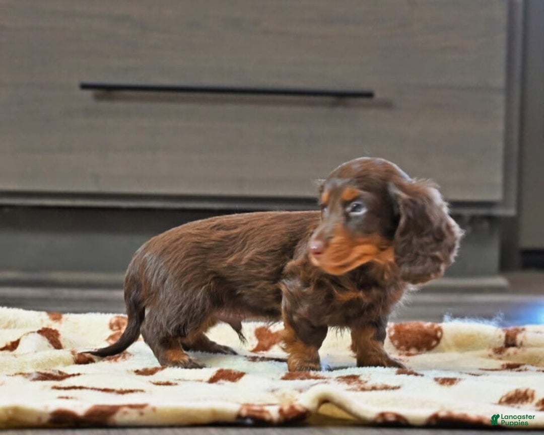 Miniature Dachshund dogs for sale: Frankie - Ad 3