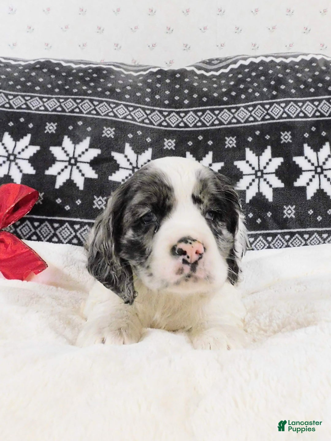 Cocker Spaniel dogs for sale: Cookies-n-Creme - Ad 4