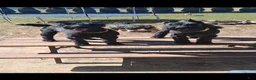 Giant Schnauzer dogs for sale: Poppy - Ad 7