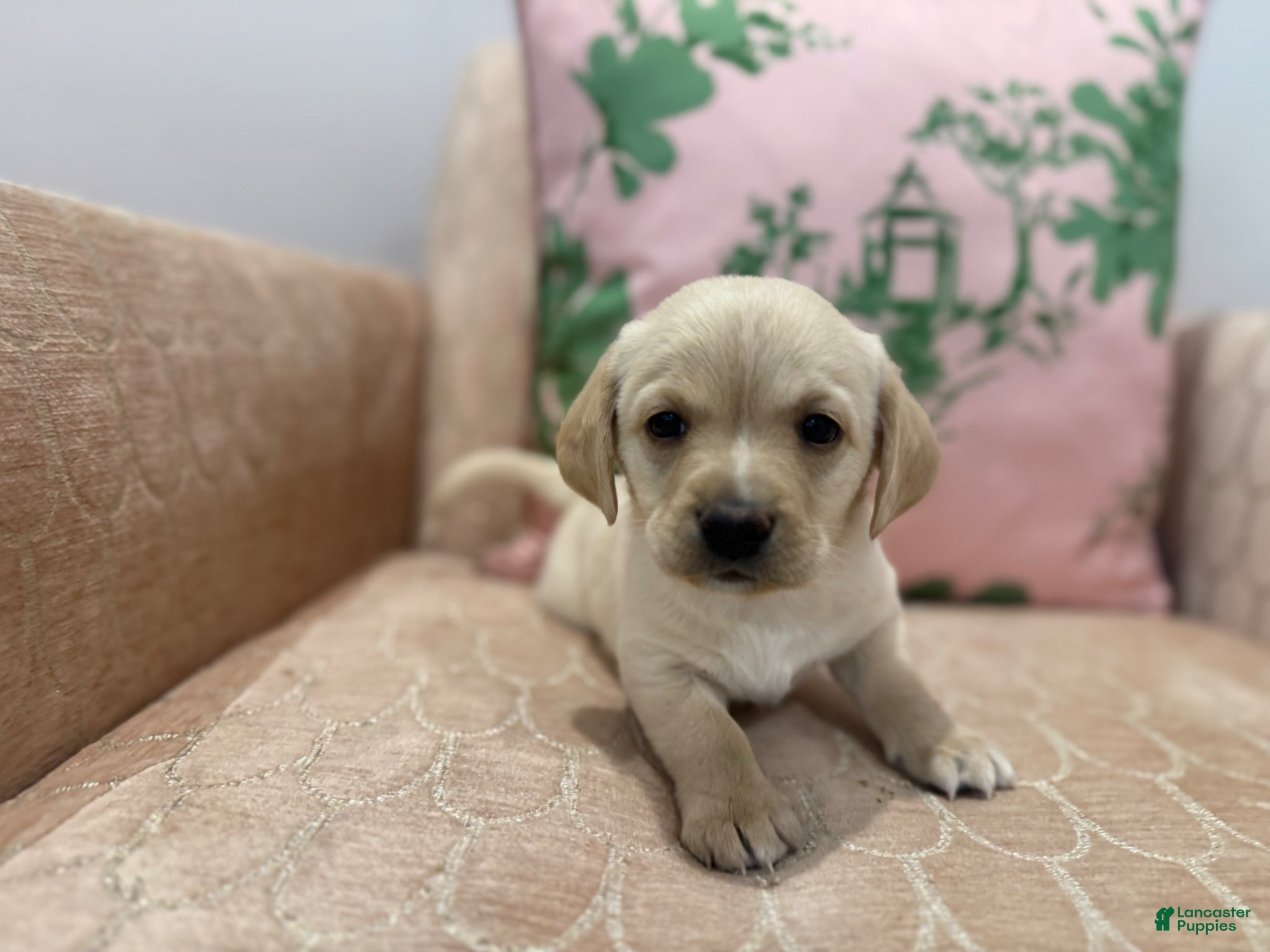 Labradoodle dogs for sale: Teddy - Ad 1