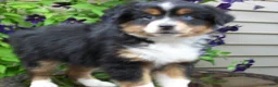 Miniature Australian Shepherd dogs for sale: Marley - Ad 4