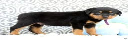 Rottweiler dogs for sale: Jasper - Ad 4