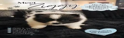 Pomeranian dogs for sale: Ziggy - Ad 1