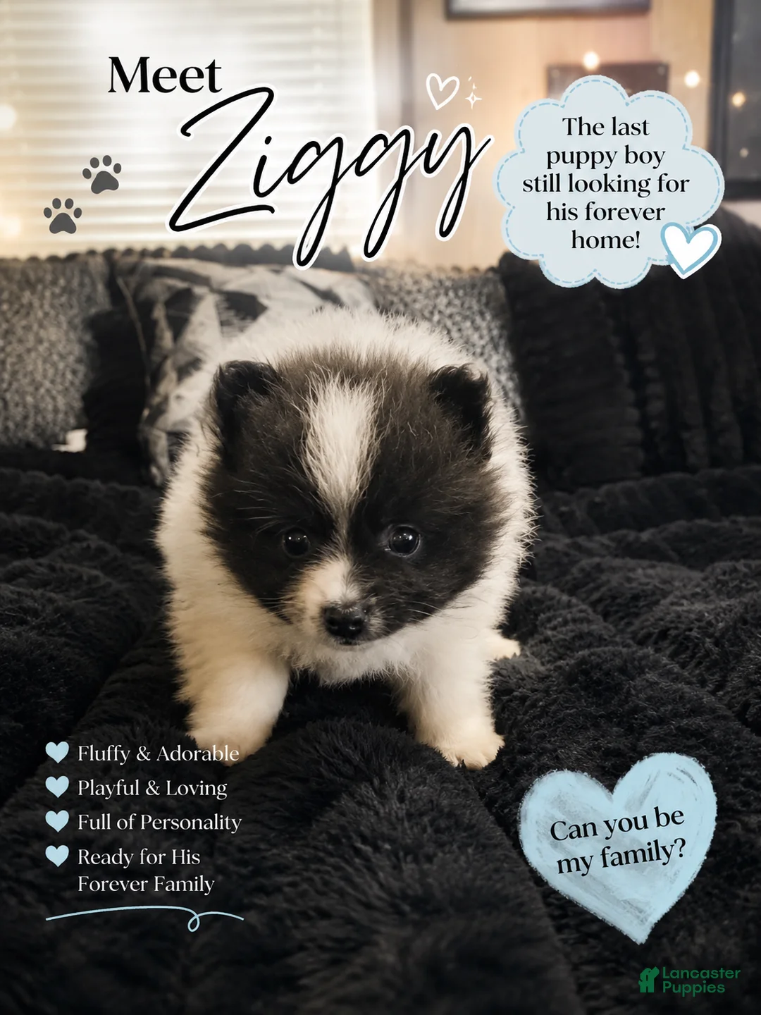 Pomeranian dogs for sale: Ziggy - Ad 1
