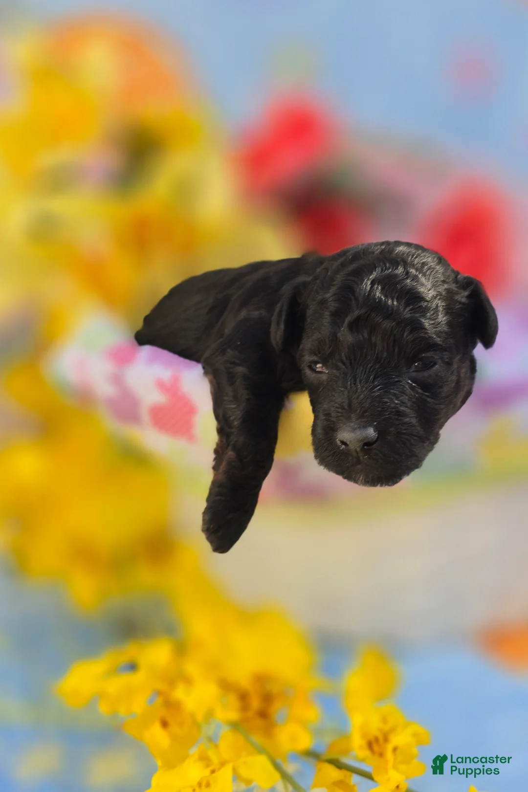 Maltipoo dogs for sale: Paddy - Ad 2