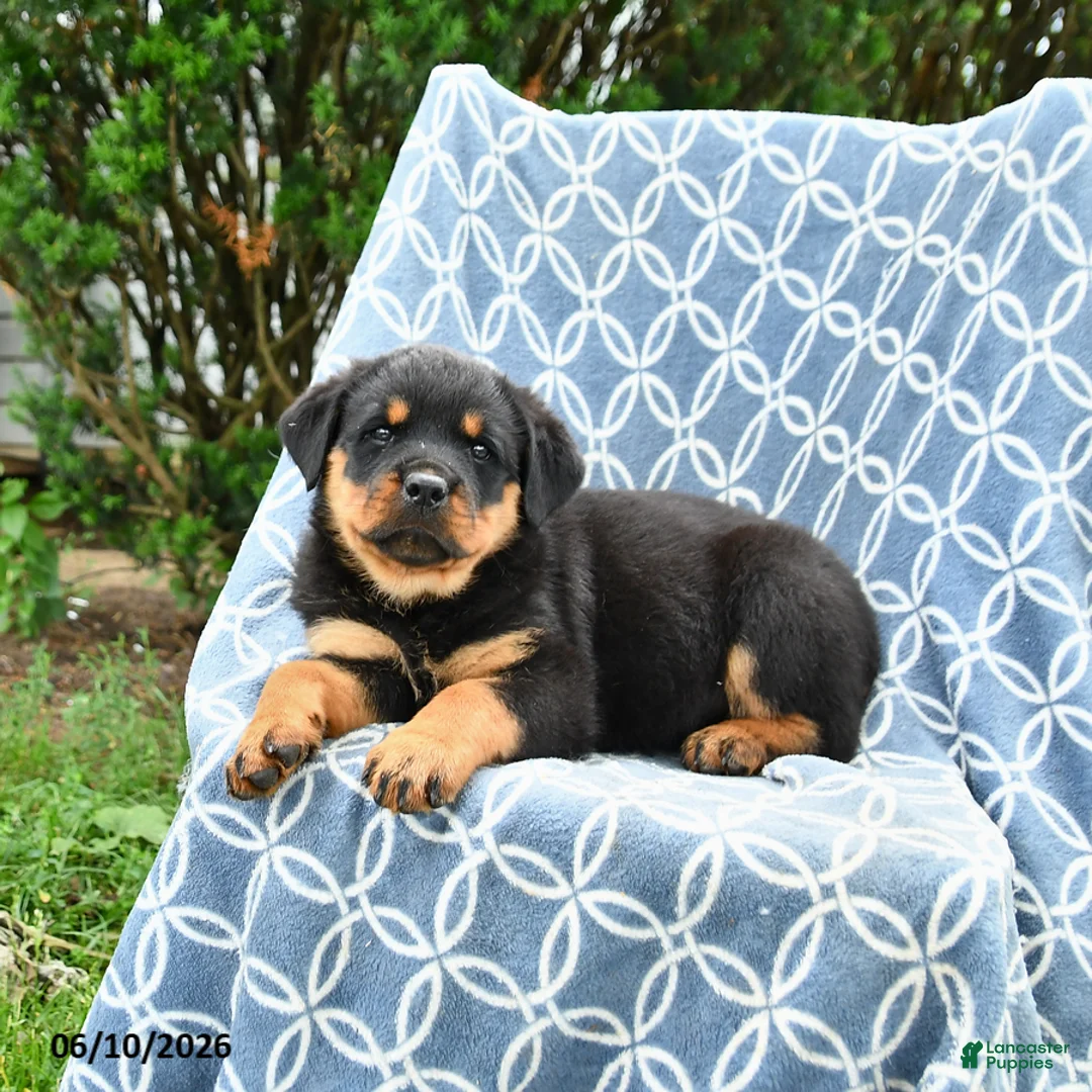 Rottweiler dogs for sale: Millie - Ad 2