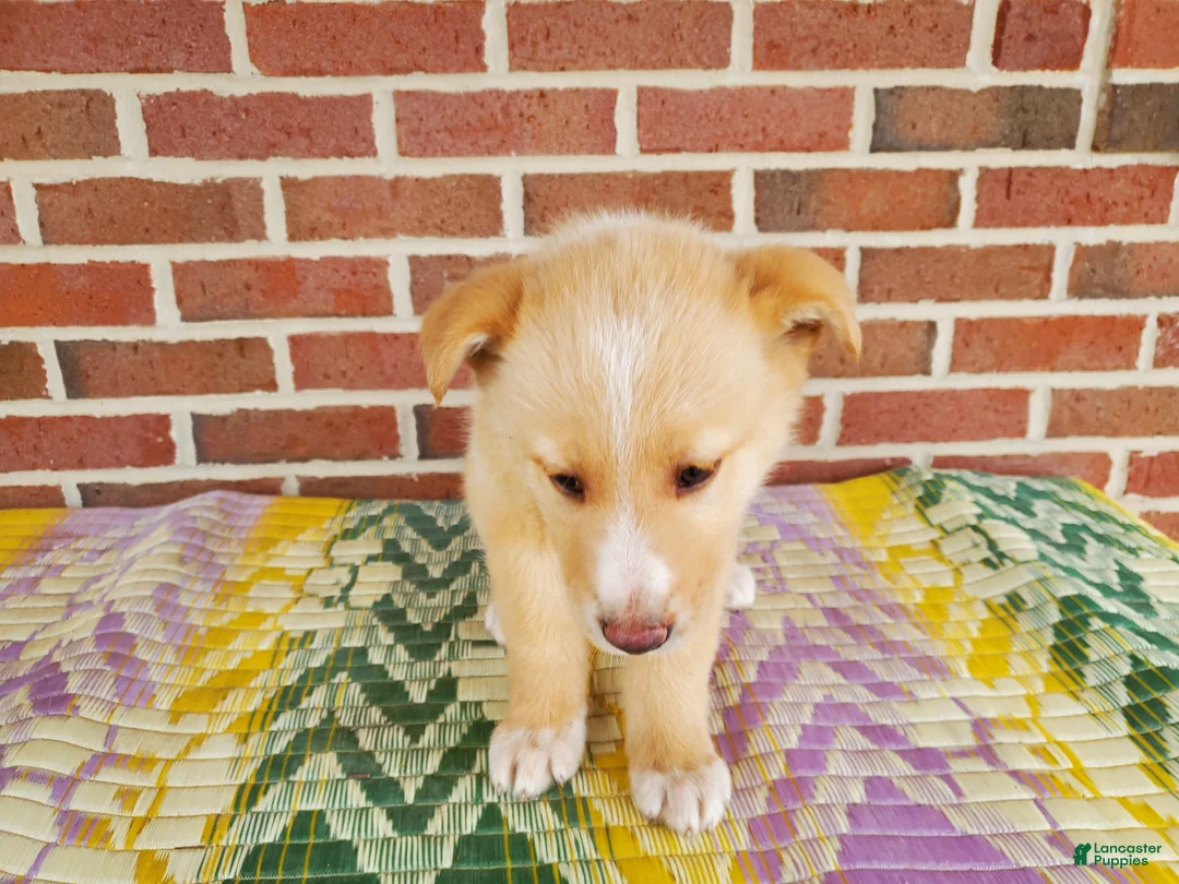 Mixed Breed dogs for sale: Freddy - Ad 1