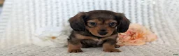Miniature Dachshund dogs for sale: Rocco - Ad 3