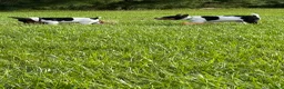 Rat Terrier dogs for sale: Old Dominion terrier George - Ad 4