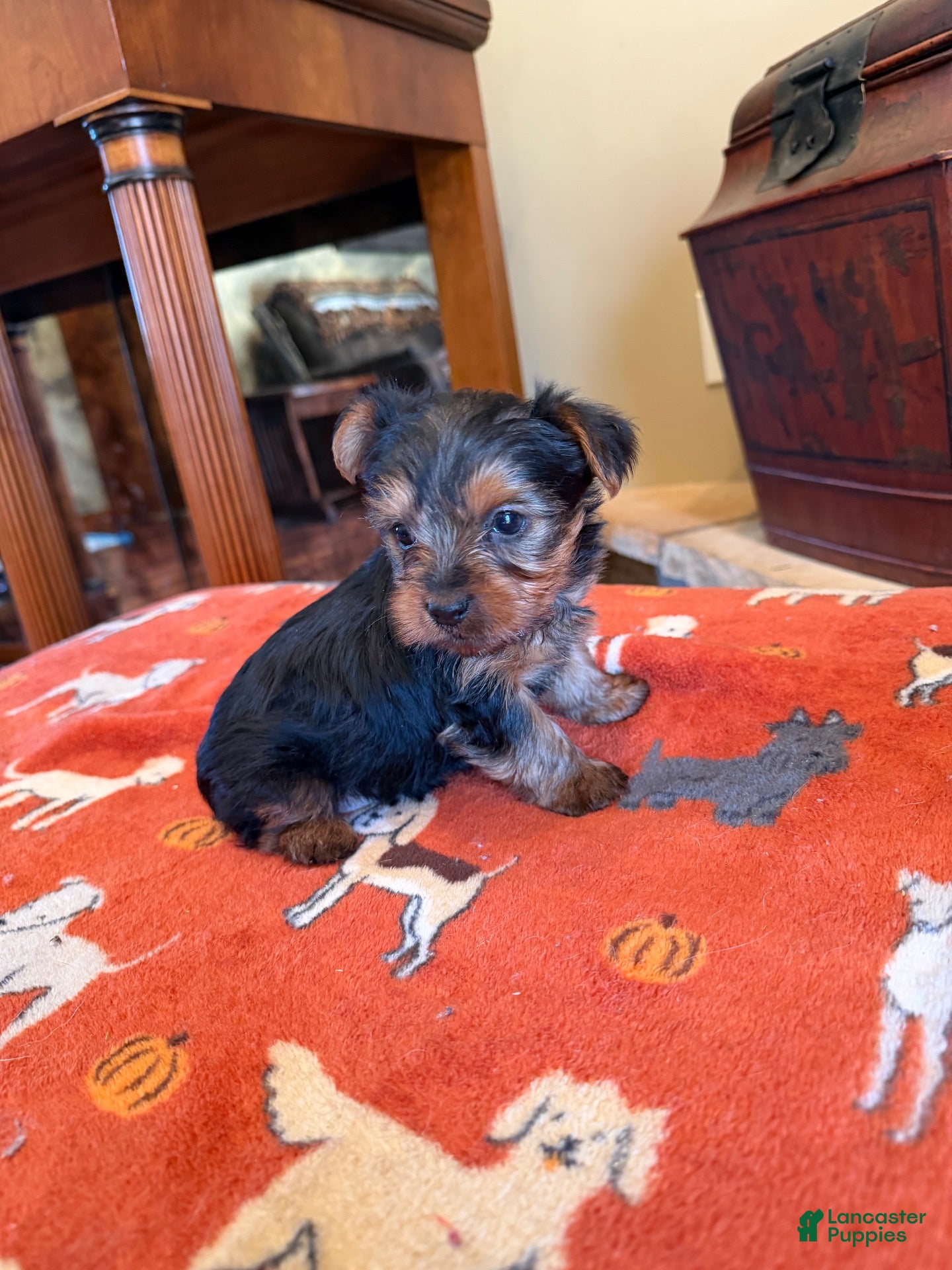 Yorkshire Terrier dogs for sale: Milo - Ad 1
