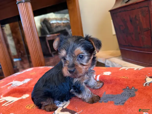 Yorkshire Terrier dogs for sale: Milo - Ad 1