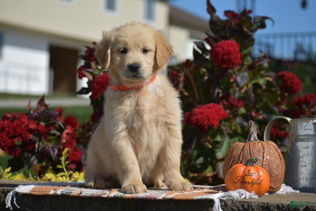 Golden Retriever dogs for sale: Kingston - Ad 1