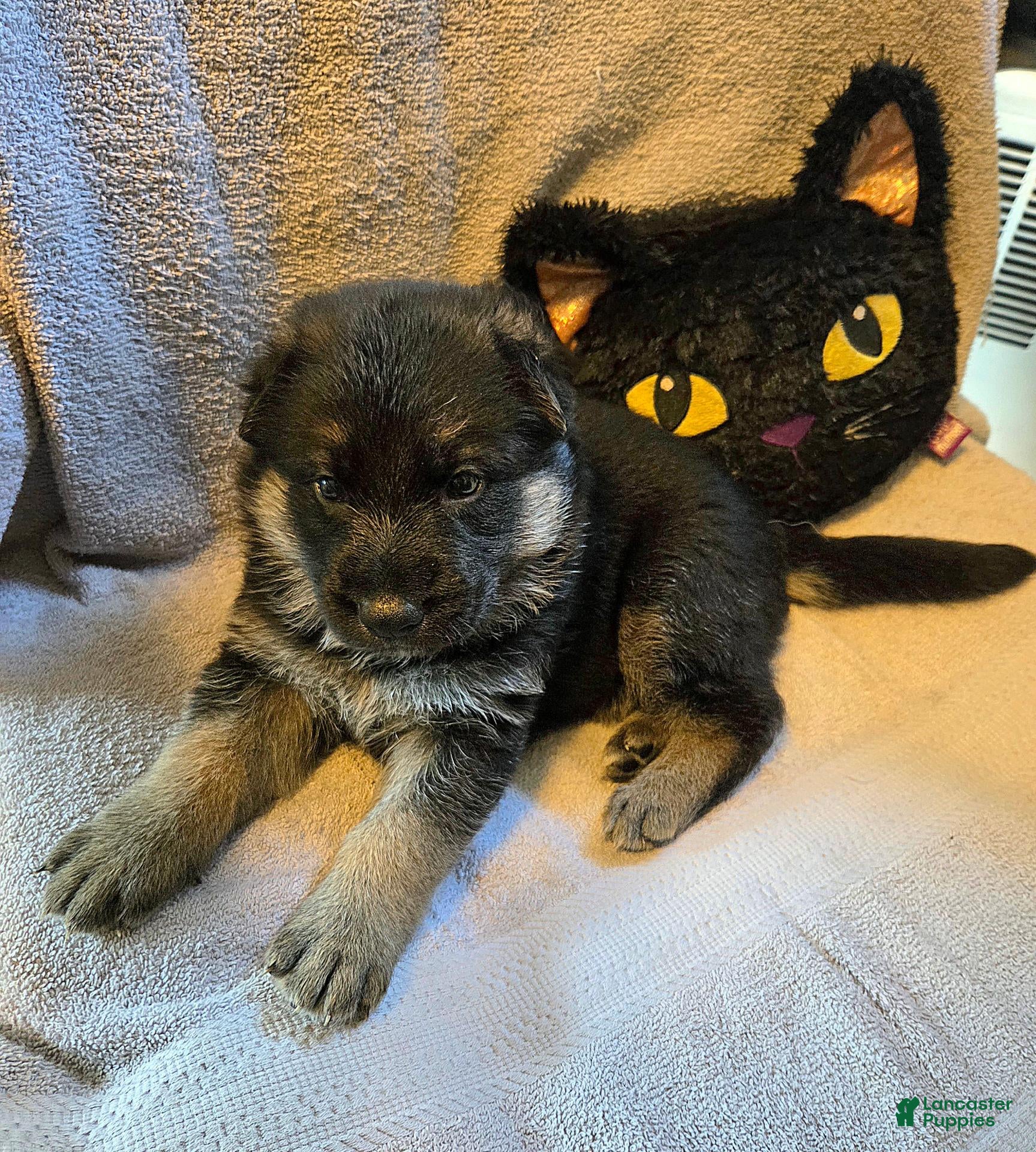 German Shepherd dogs Carl - Ad 1