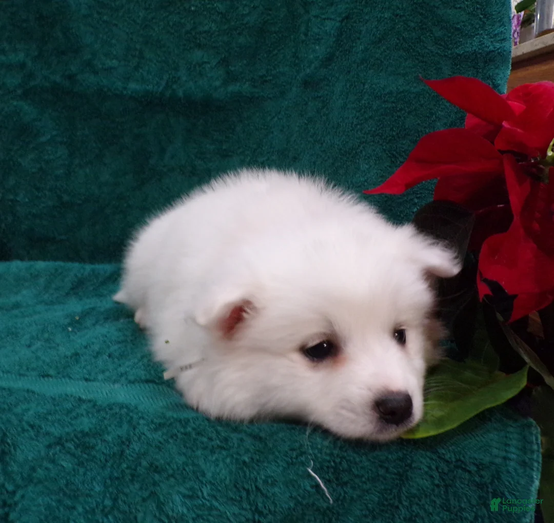 American Eskimo dogs for sale: Princess - Ad 6