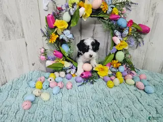 Mini Bernedoodle dogs F1b Hardy - Ad 3