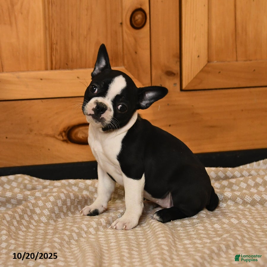 Boston Terrier dogs Maryssa - Ad 22