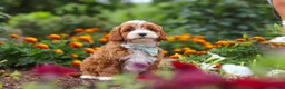 Cavapoo dogs for sale: Lane - Ad 6